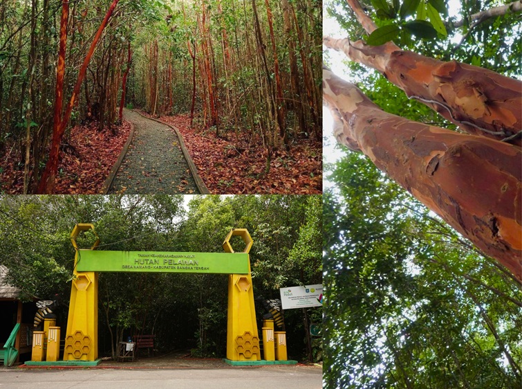 Hutan Pelawan